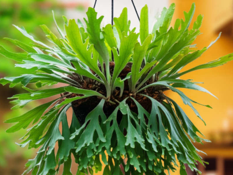 Beyond the Basics: A Guide to the Diverse World of Epiphytic Fern&nbsp;Species